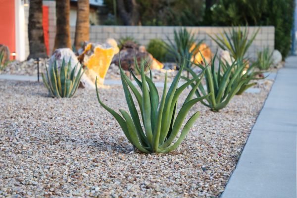 Drought Resistant Landscaping in Cedar Park