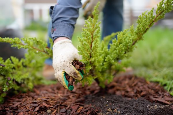 Church Mulching in Cedar Park