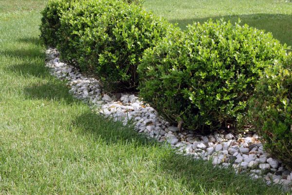 Boxwood Planting in Cedar Park